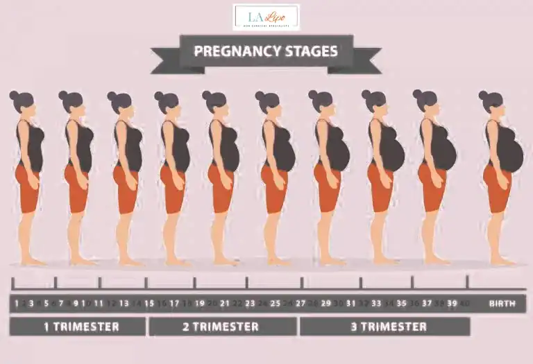 First Trimester (Weeks 1–12): Early Changes You Might Not Notice Northwood Hills